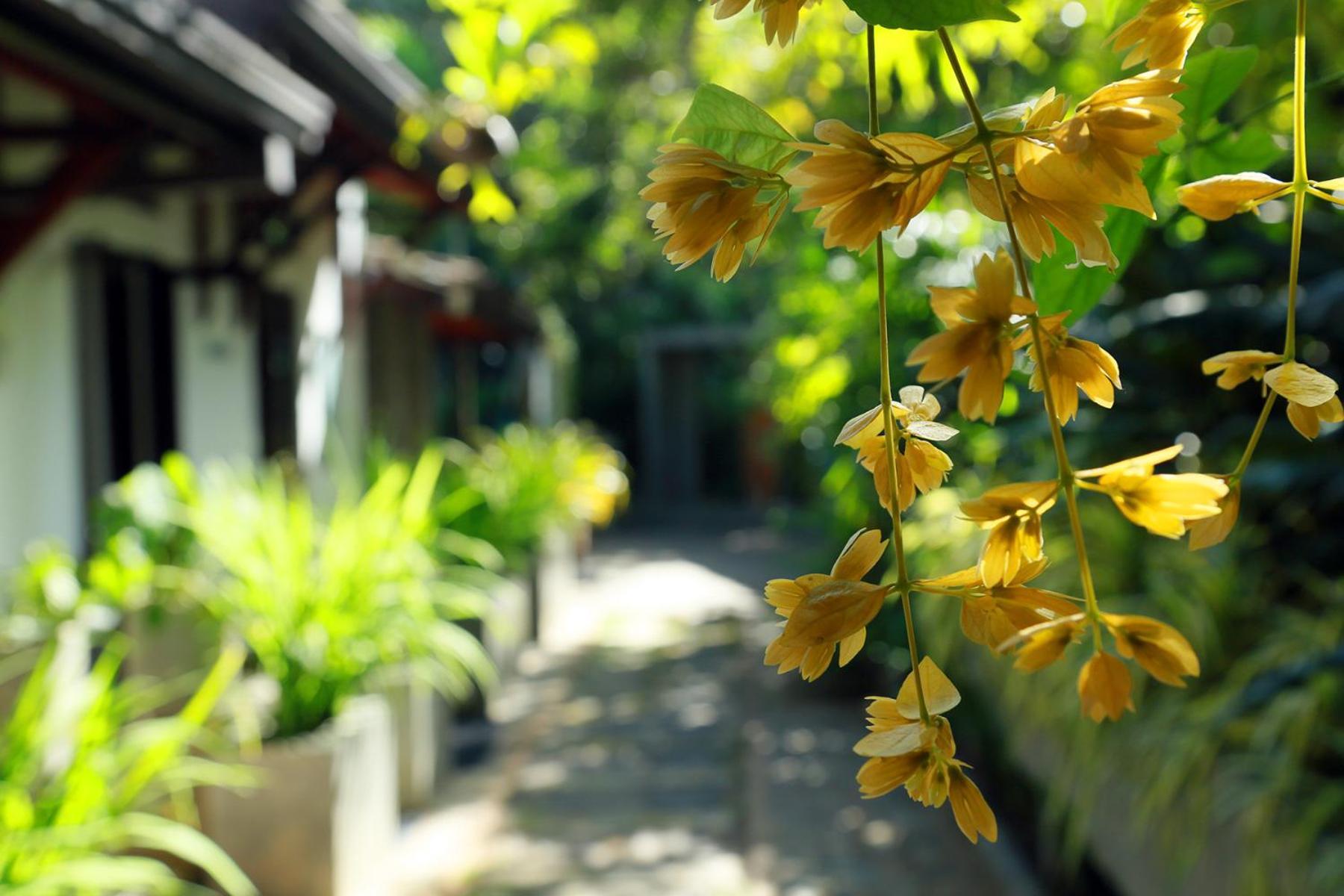 Serene Villa ดิคเวลลา ภายนอก รูปภาพ